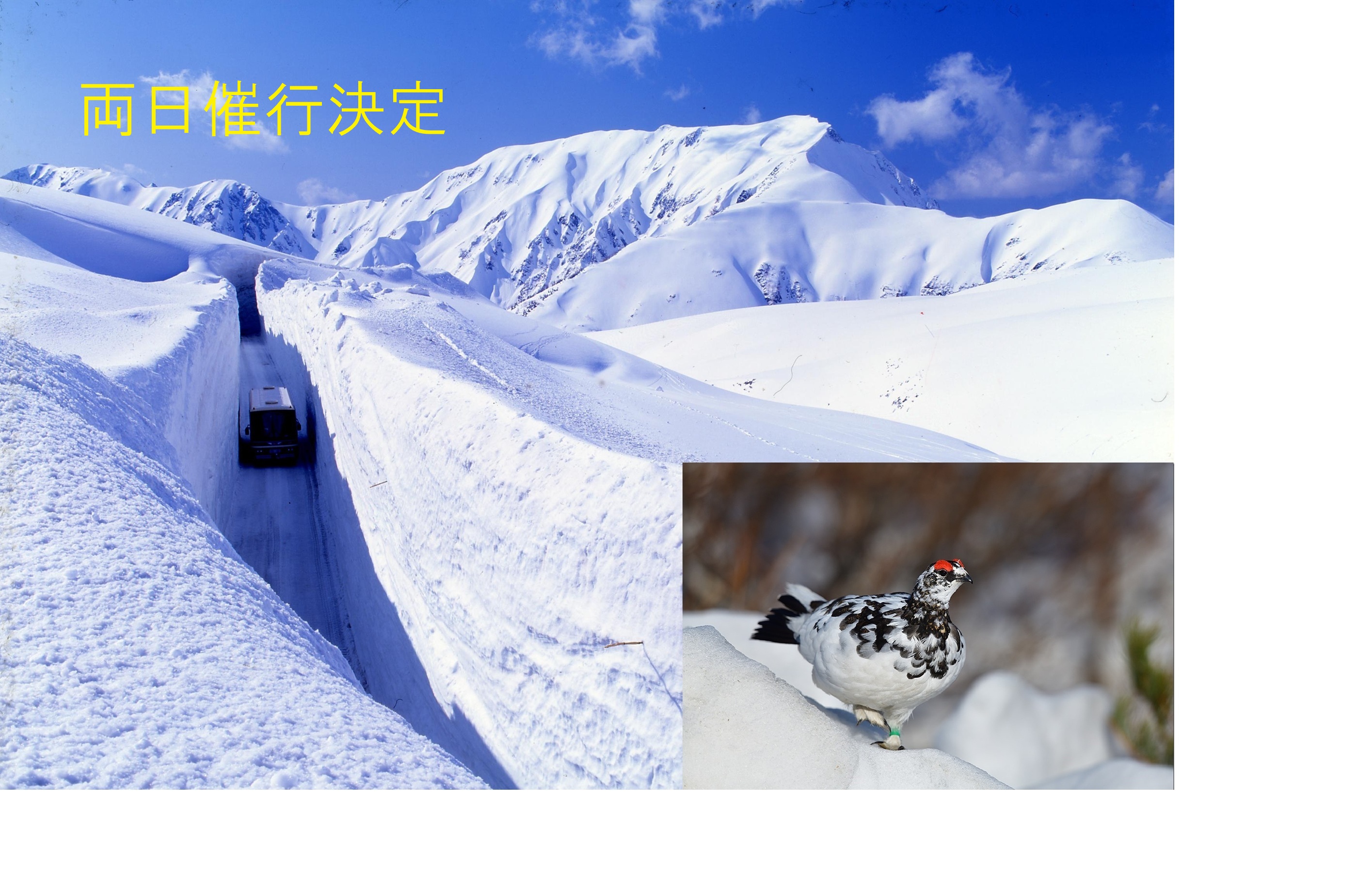 雪の大谷・雷鳥決定